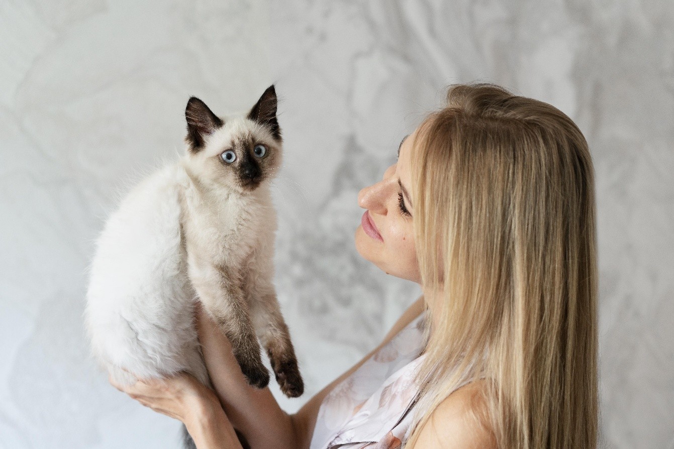 Blue Lynx Point Persian Kitten Health