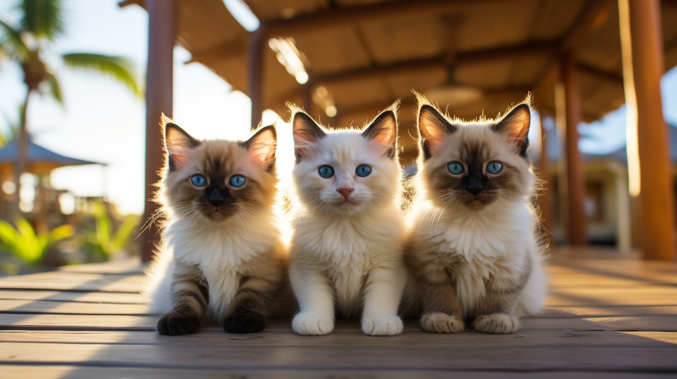 Persian Himalayan Kitten