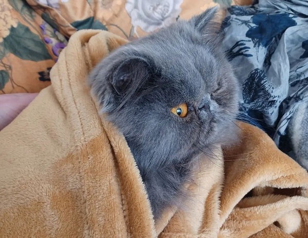 Persian Himalayan Kitten
