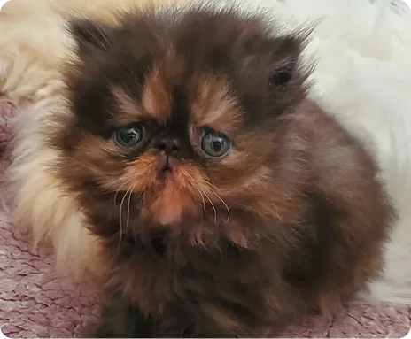 Persian Kitten 1