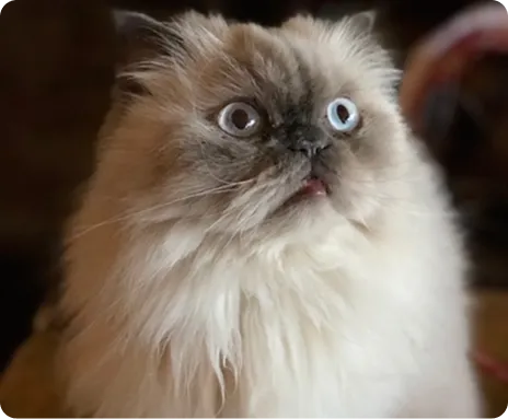 Persian Kitten 1