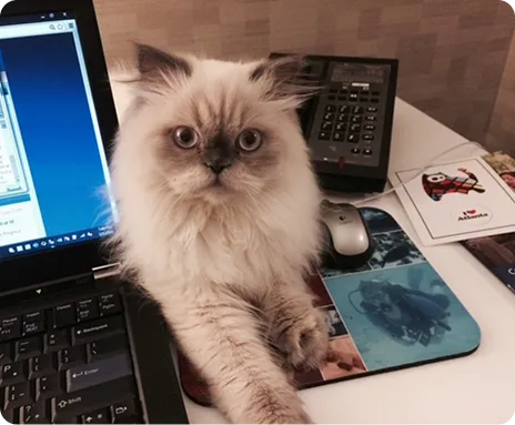 Persian Kitten 1
