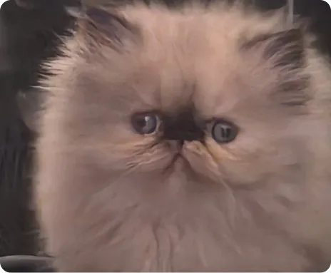 Persian Kitten 1
