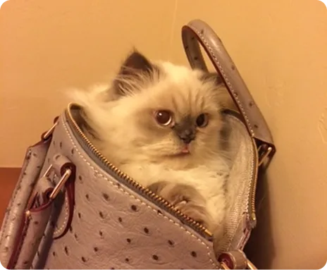 Persian Kitten 1