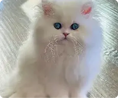 Persian Kitten 1