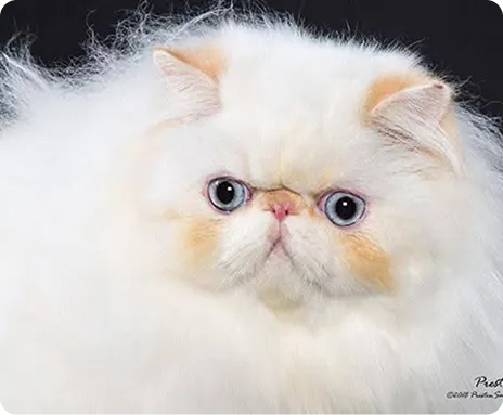 Persian Kitten 1