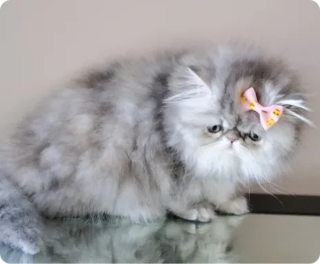 Persian Kitten 1