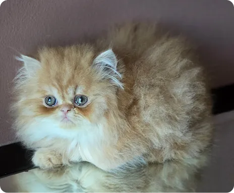 Persian Kitten 1