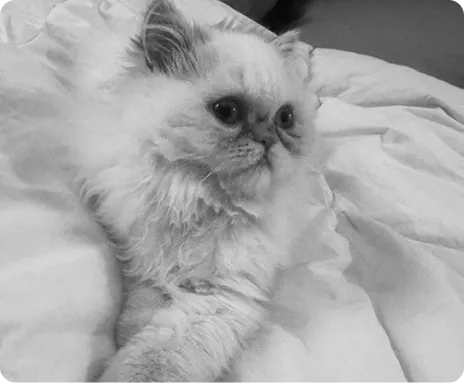 Persian Kitten 1