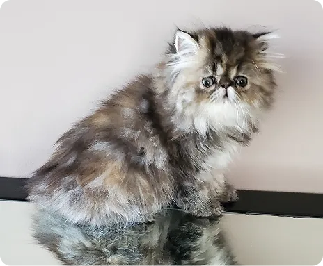Persian Kitten 1