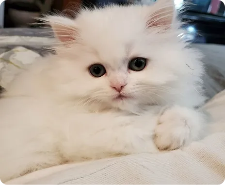 Persian Kitten 1