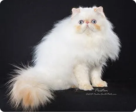 Persian Kitten 1
