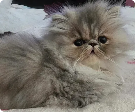Persian Kitten 1