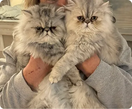 Persian Kitten 1