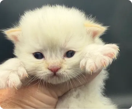 Persian Kitten 1