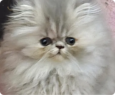 Persian Kitten 1