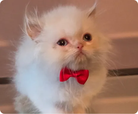 Persian Kitten 1