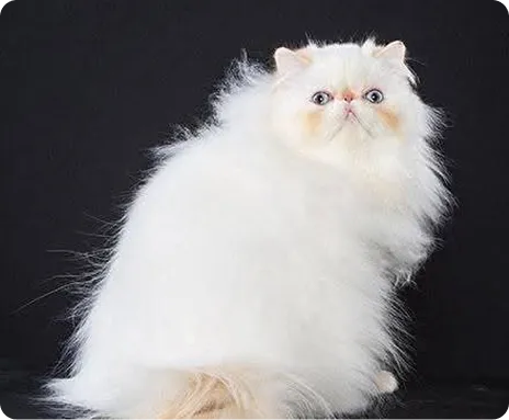 Persian Kitten 1