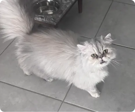 Persian Kitten 1