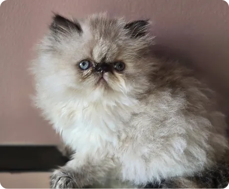 Persian Kitten 1