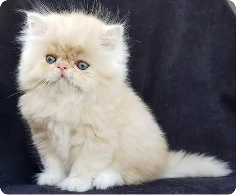 Persian Kitten 1