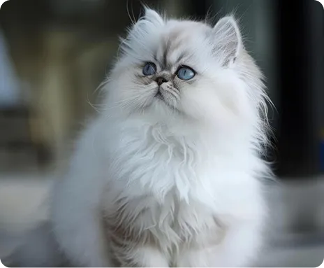 Persian Kitten 1