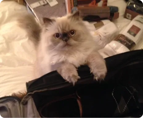 Persian Kitten 1