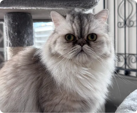 Persian Kitten 1