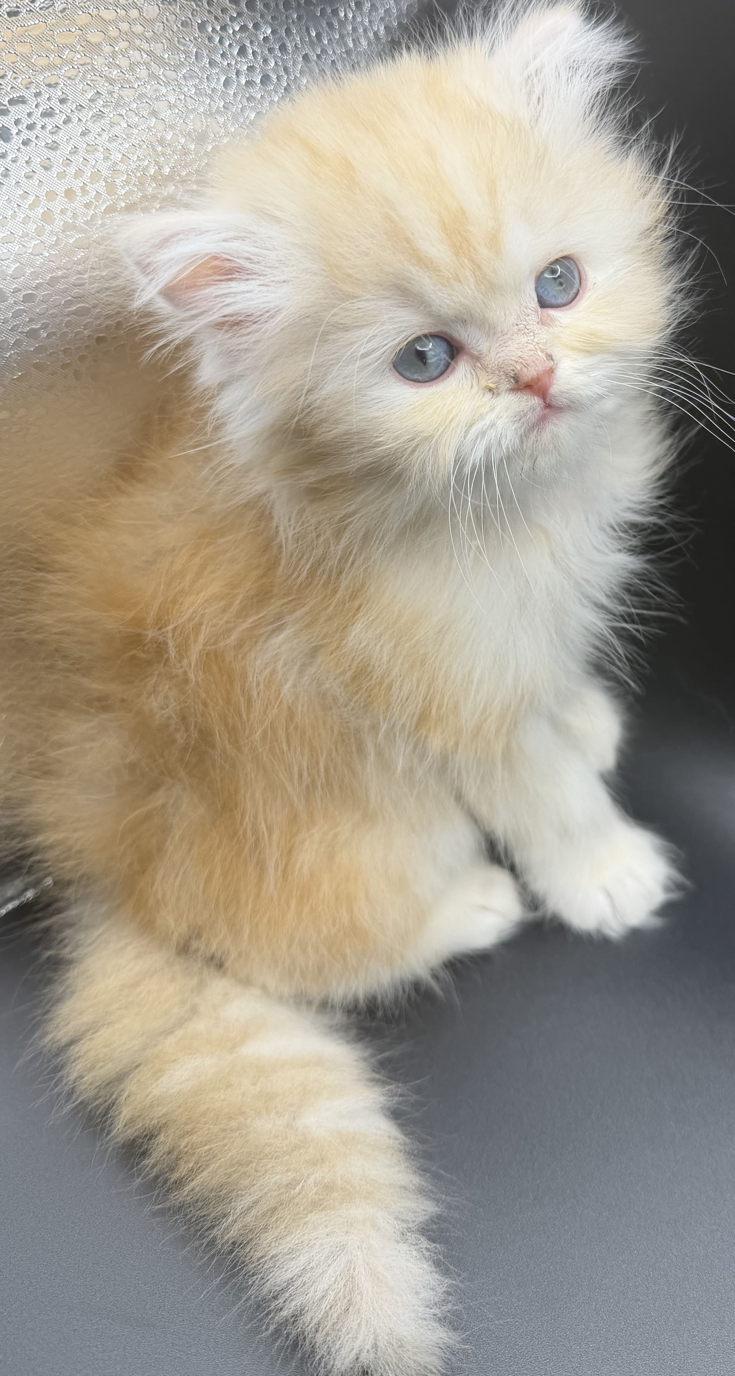 Apricot Red Cream Tabby Female