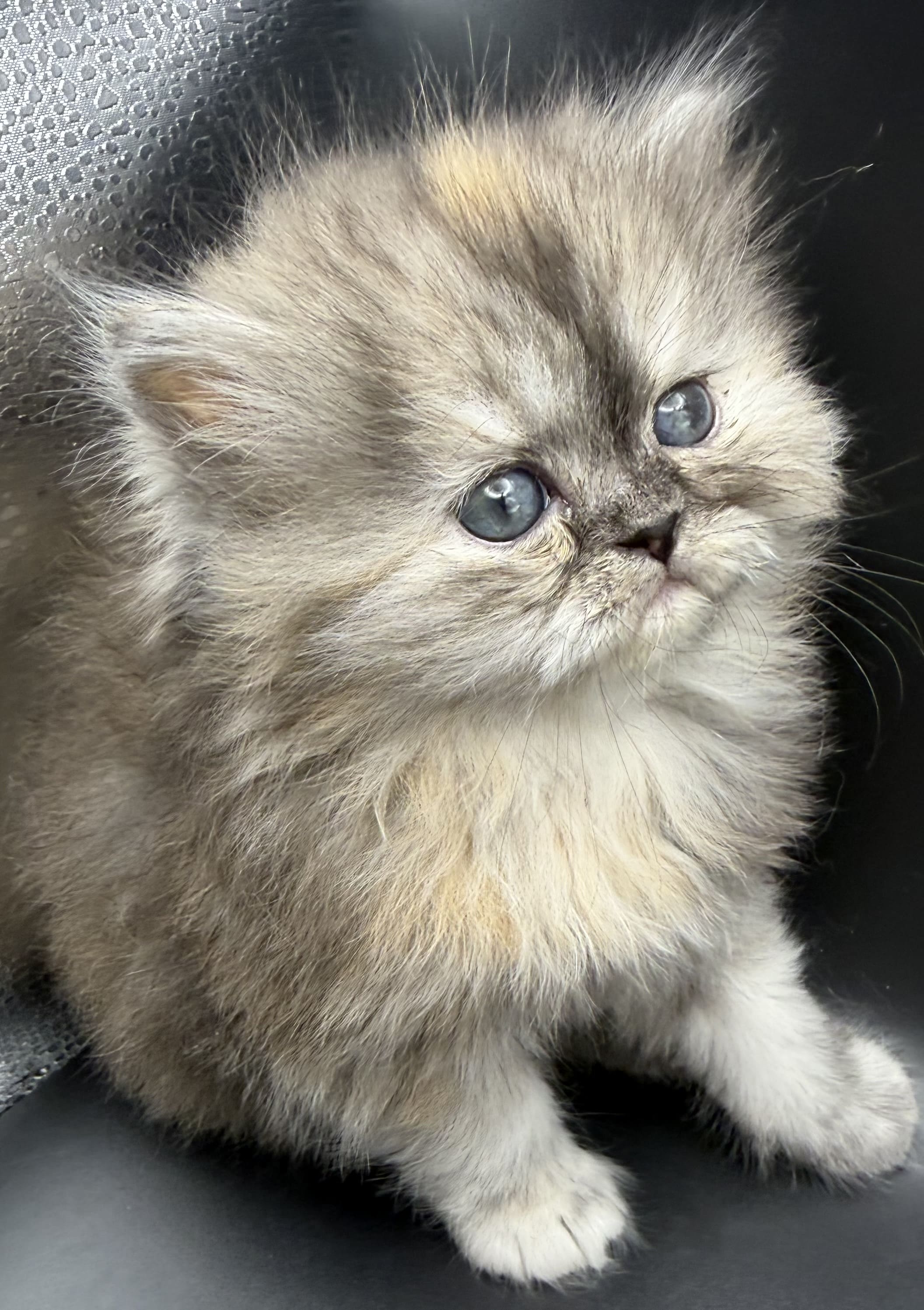 Autumn Shaded Silver Female