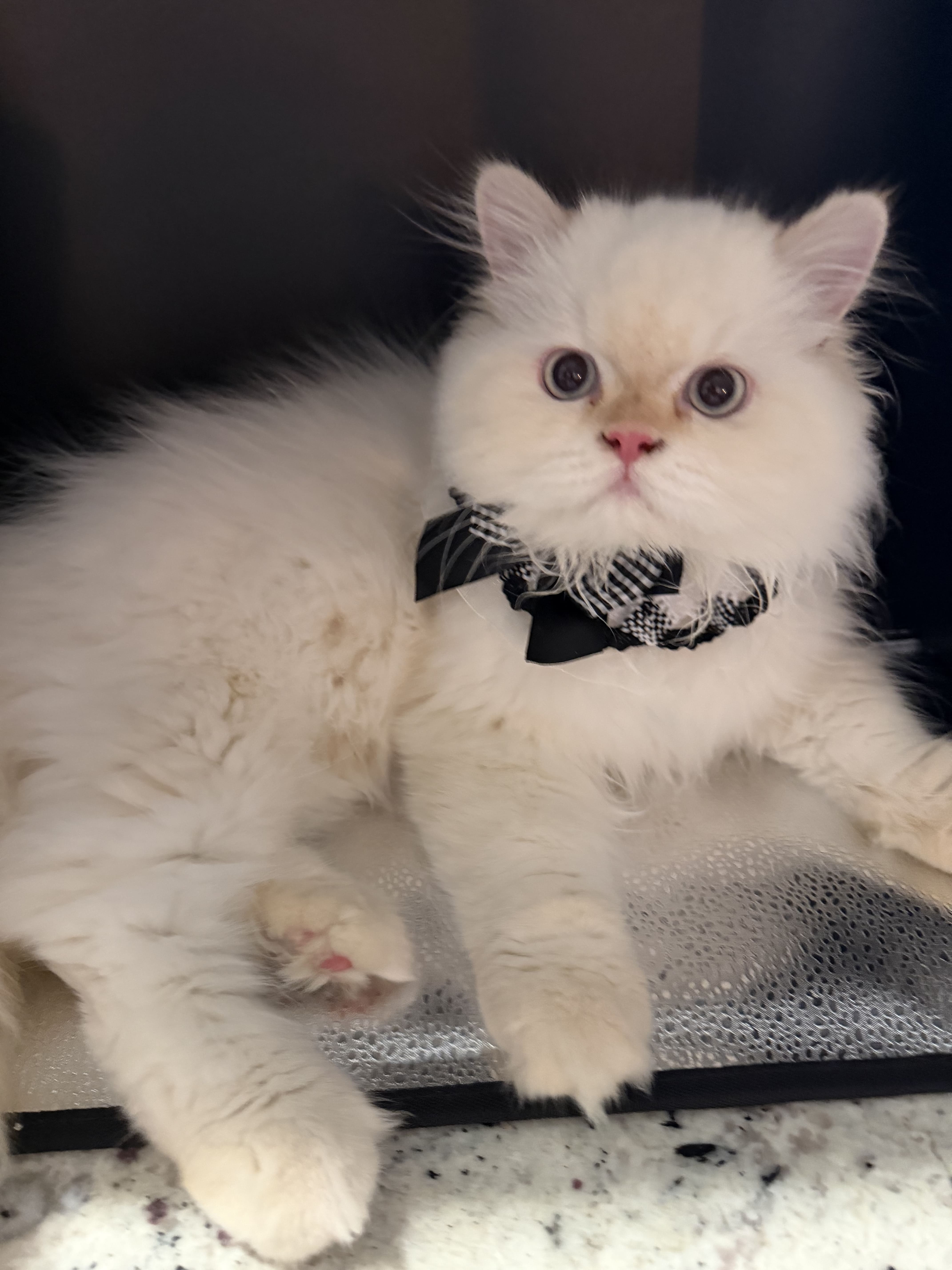 Biscuit Flame Cream Male