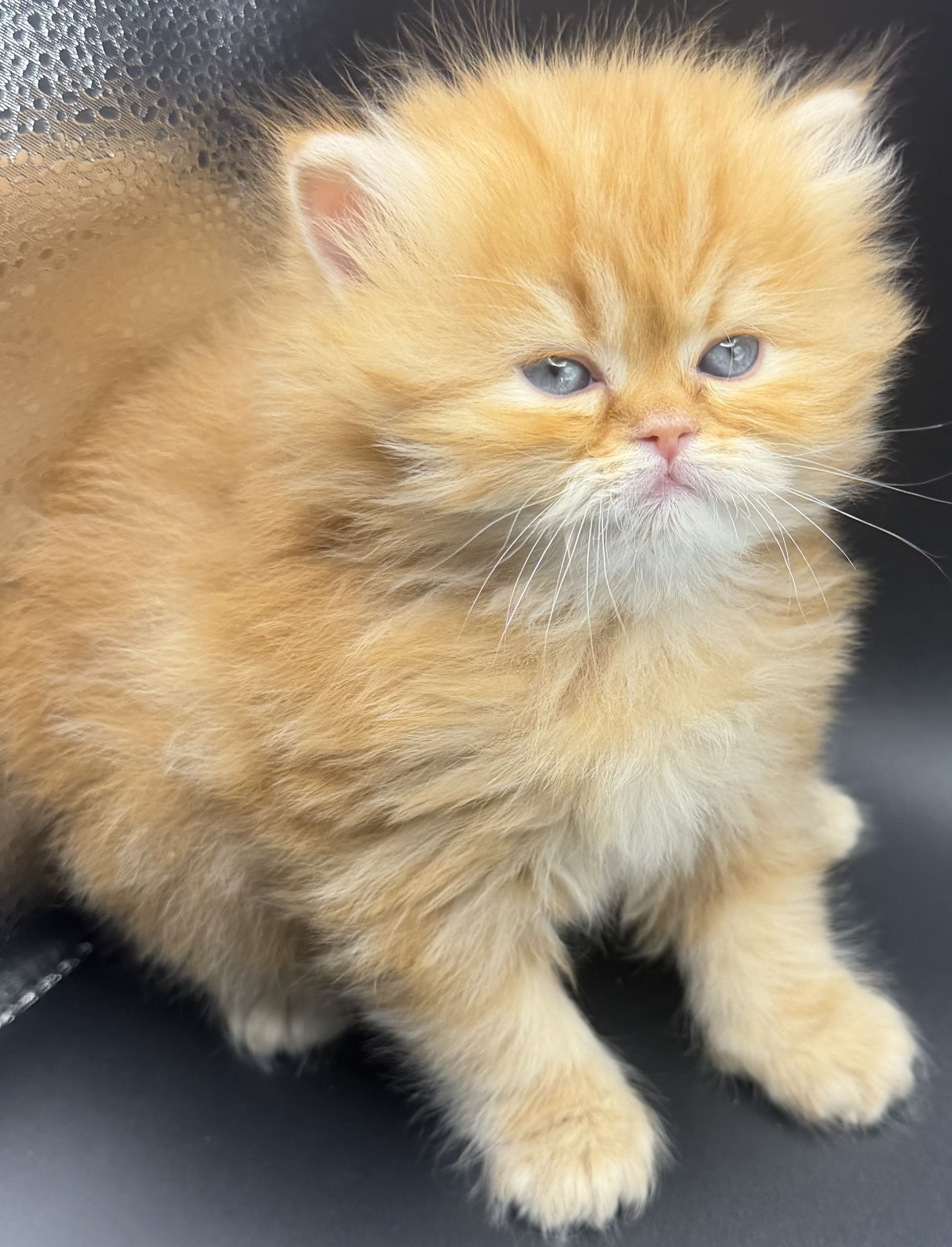 Coral Red Tabby Female
