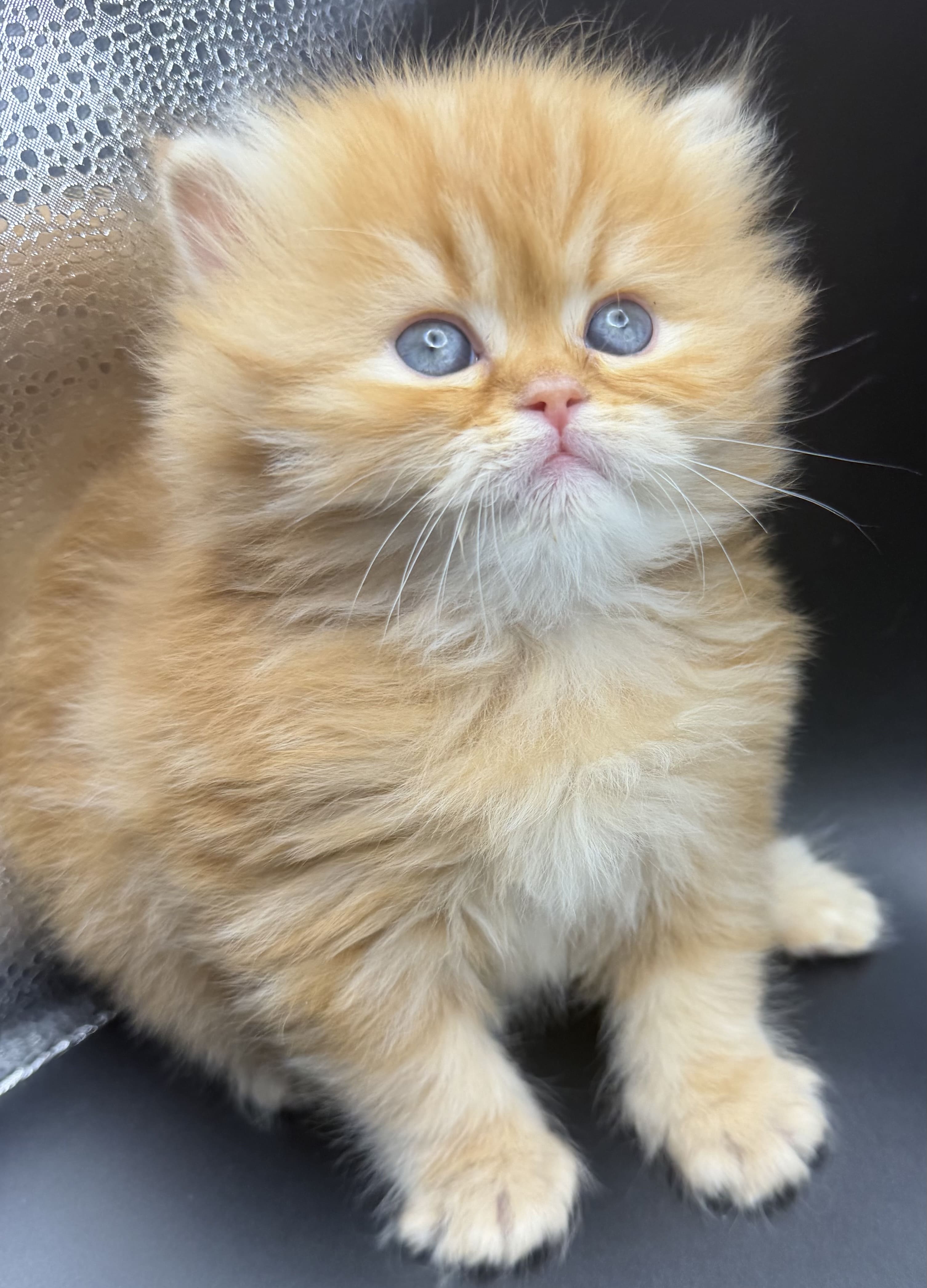 Ginger Red Tabby Female