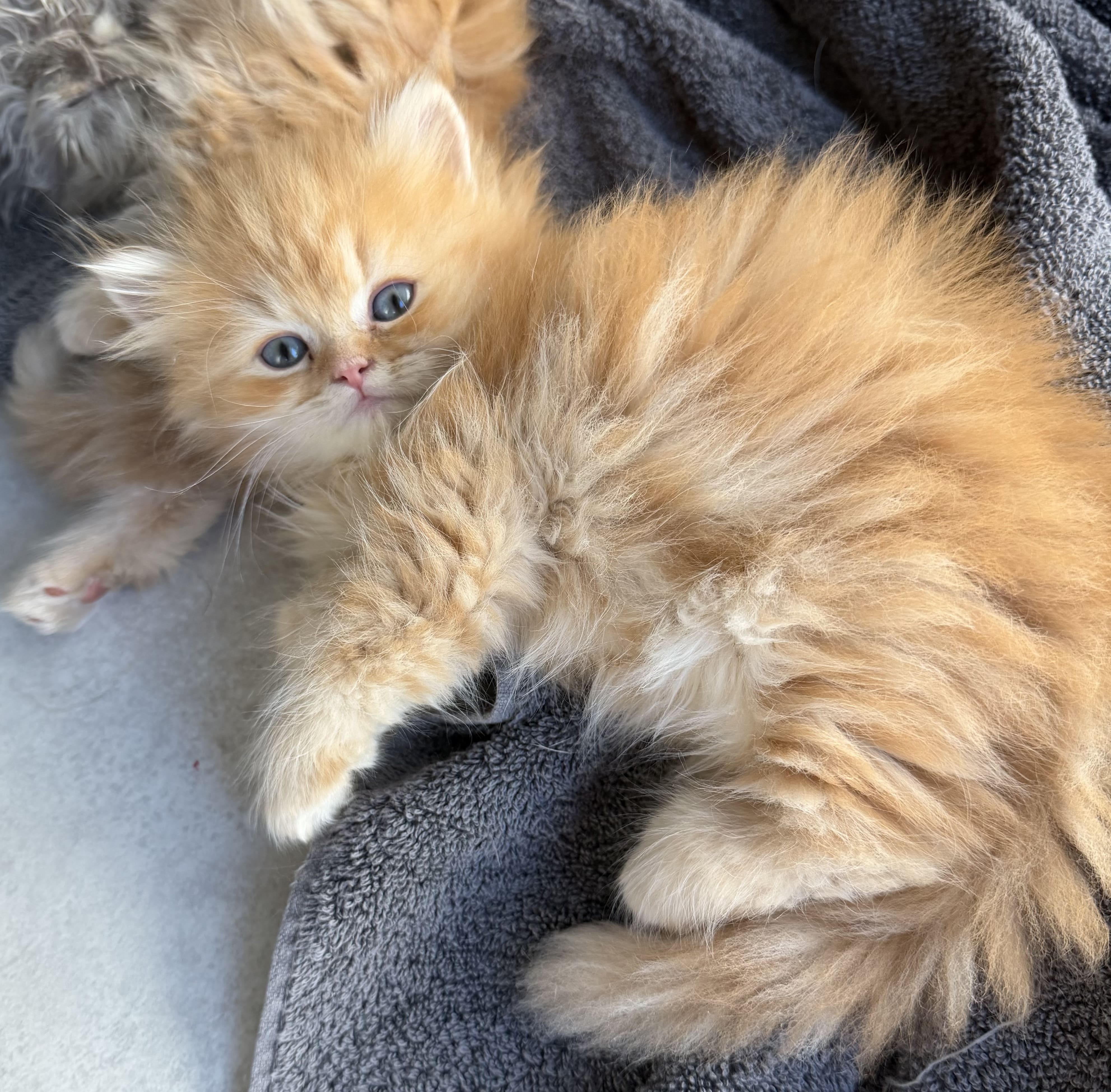 Maple Red Cream Female