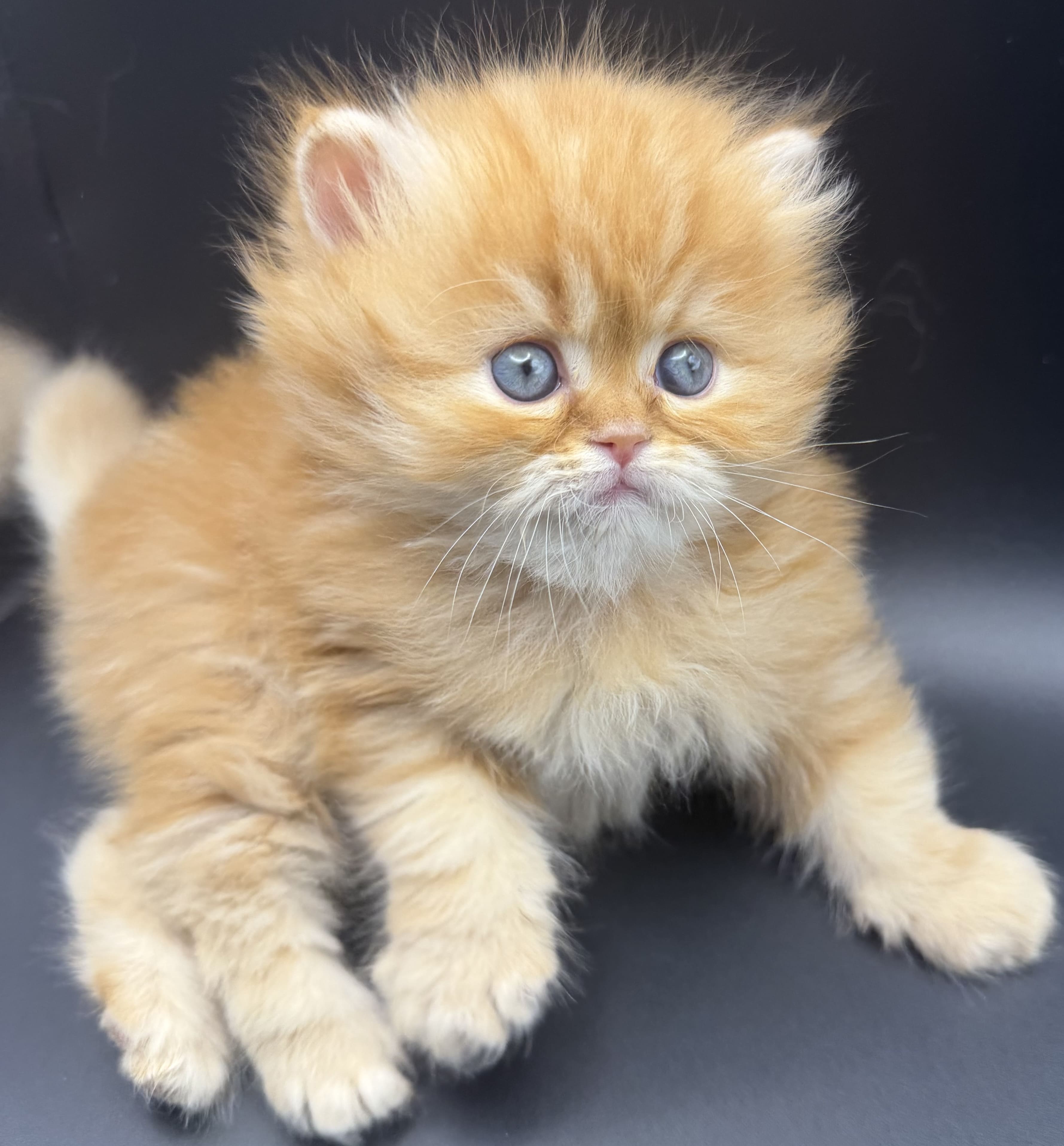 Maple Red Tabby Female