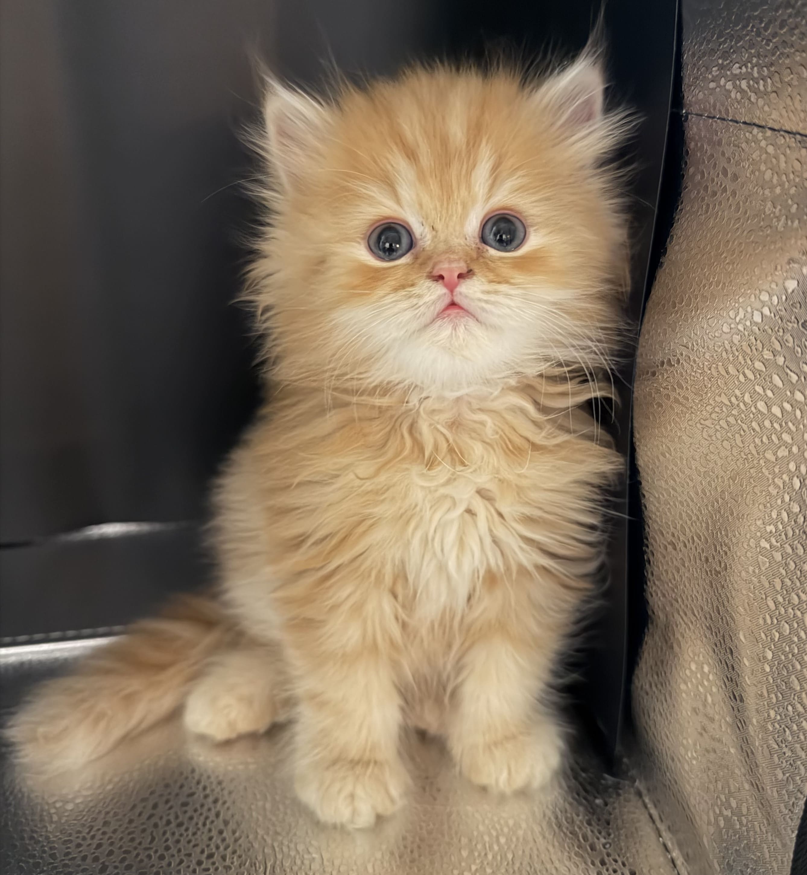 Peaches Red Tabby Female