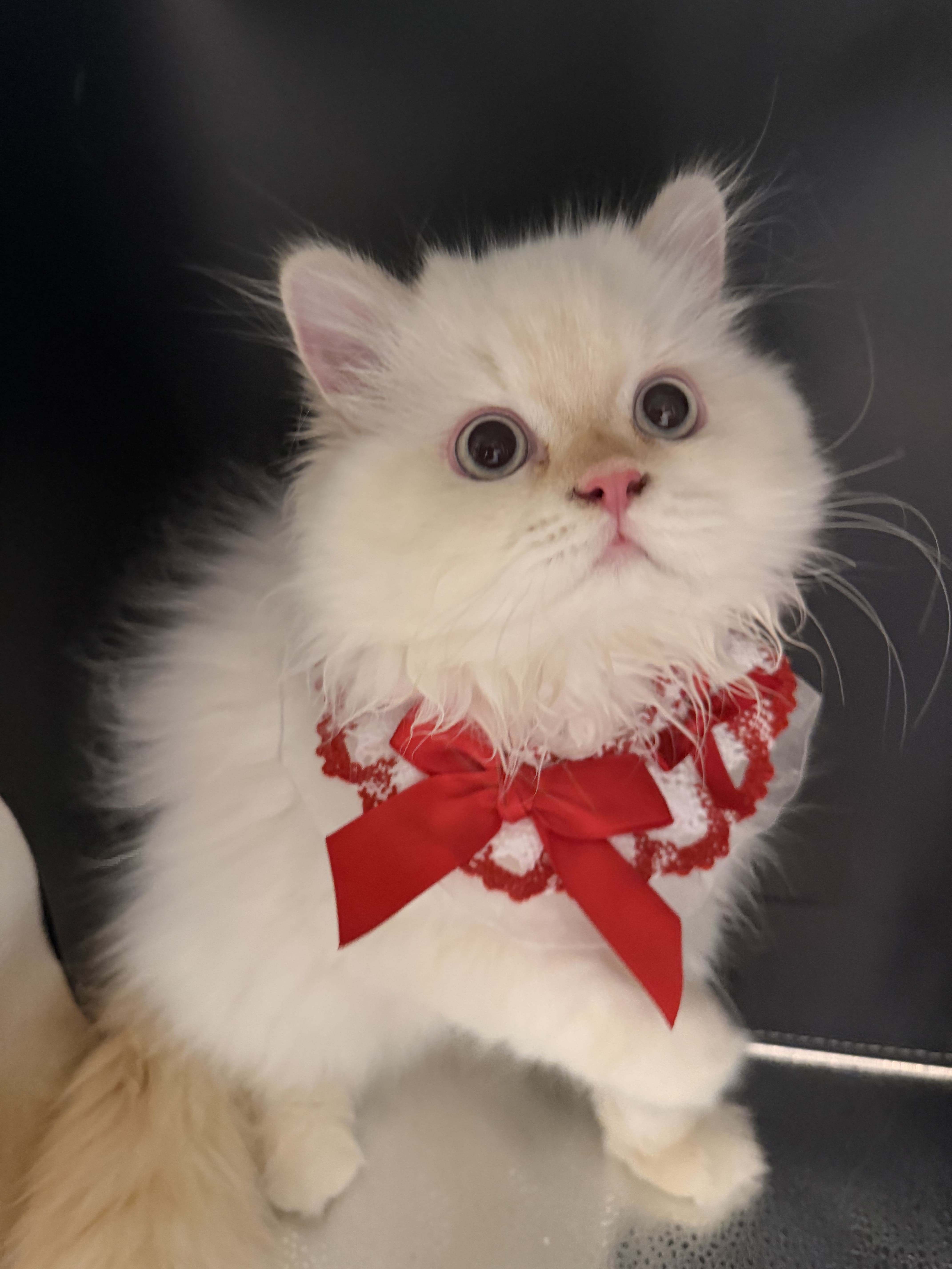 Peanut Flame Cream Male