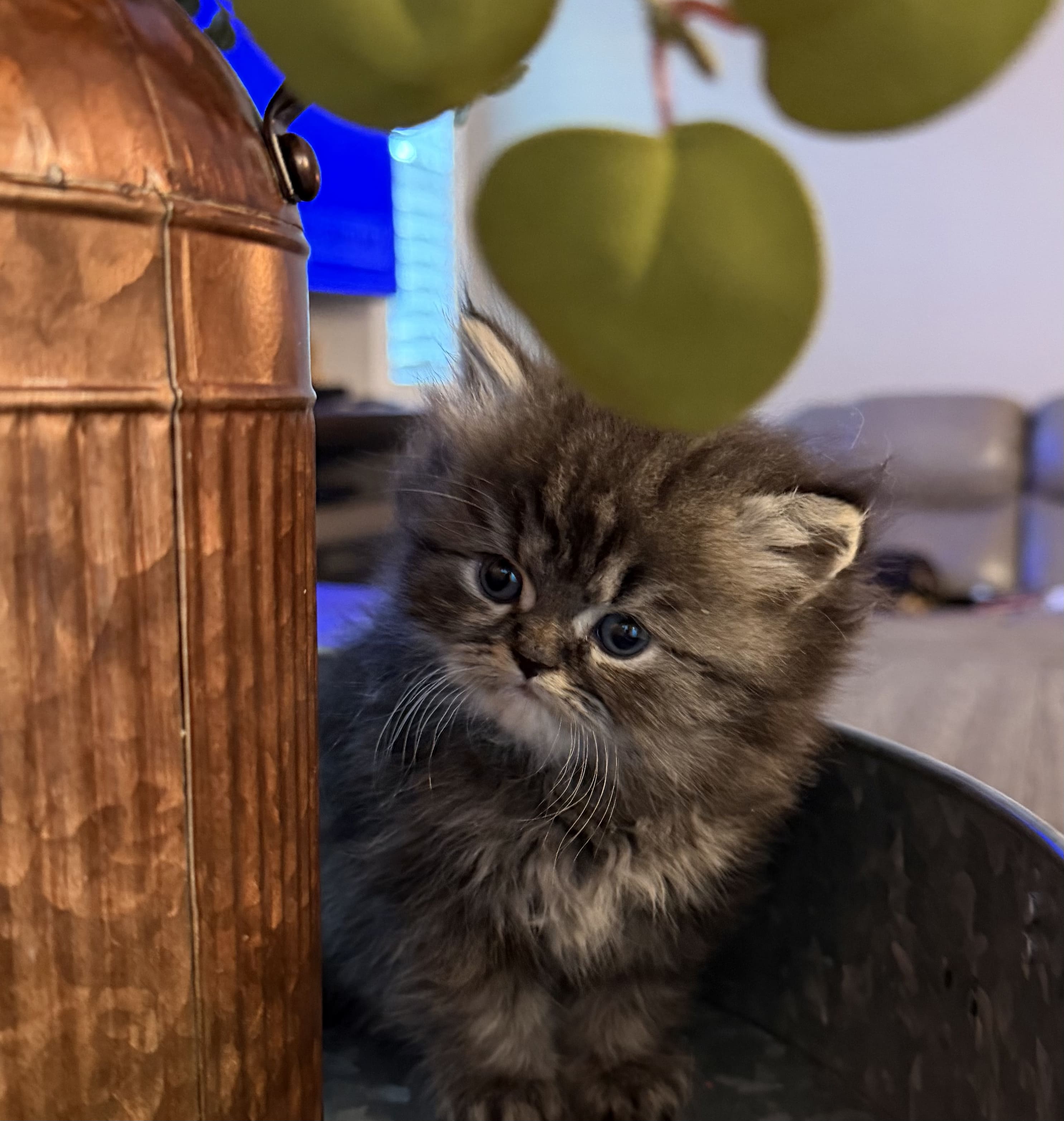 Pebbles Shaded Silver Female