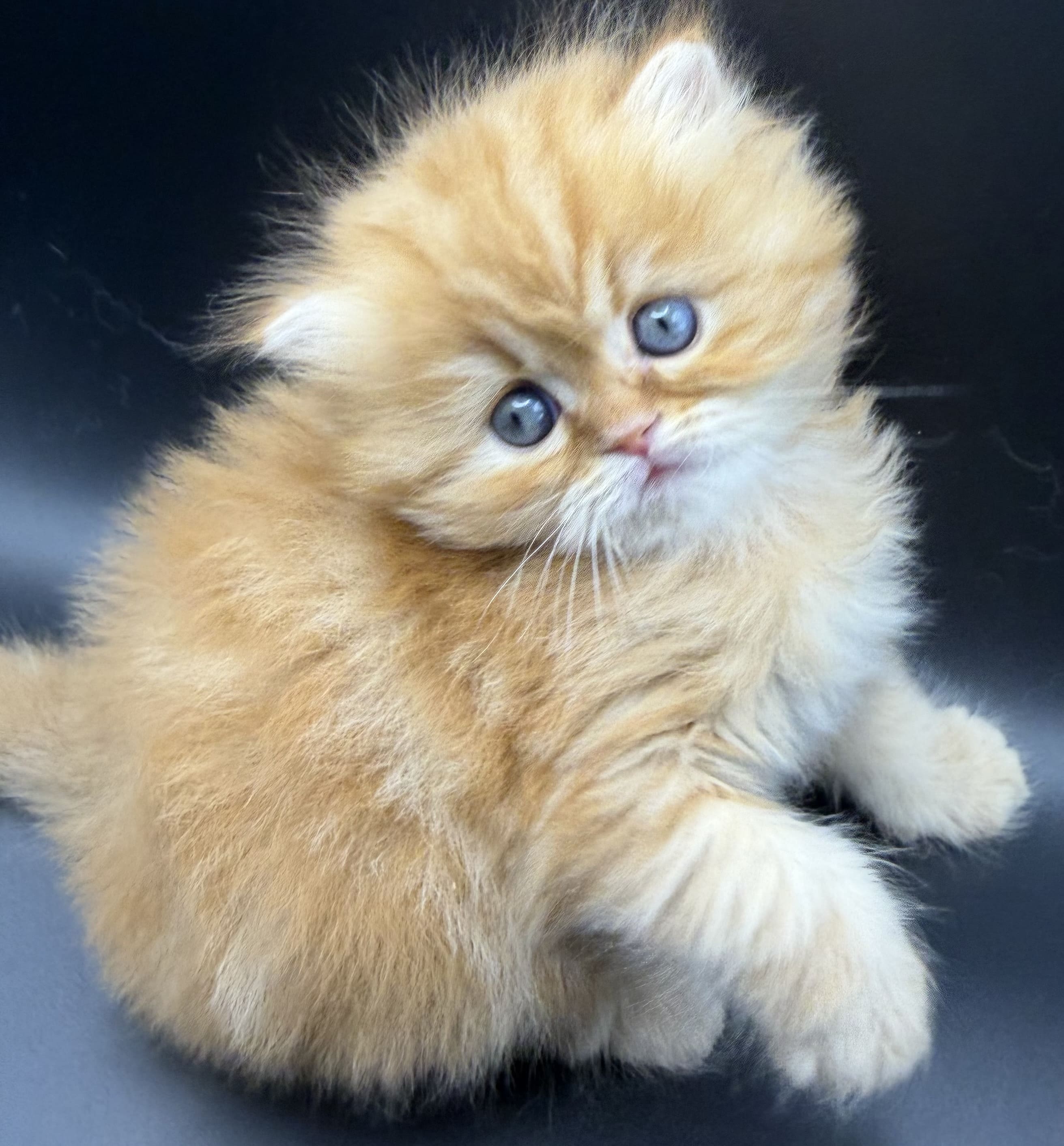 Pumpkin Red Cream Female