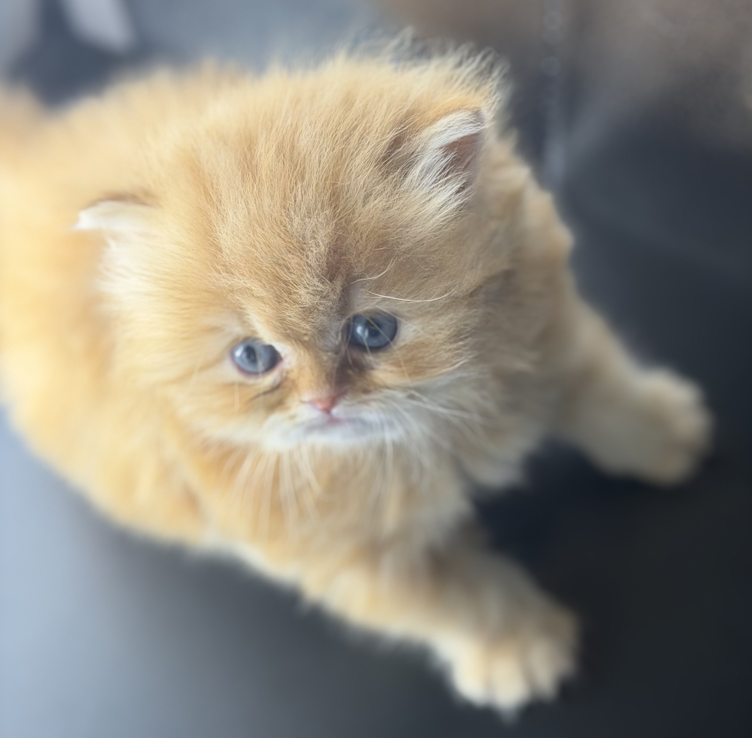 Persian Kitten