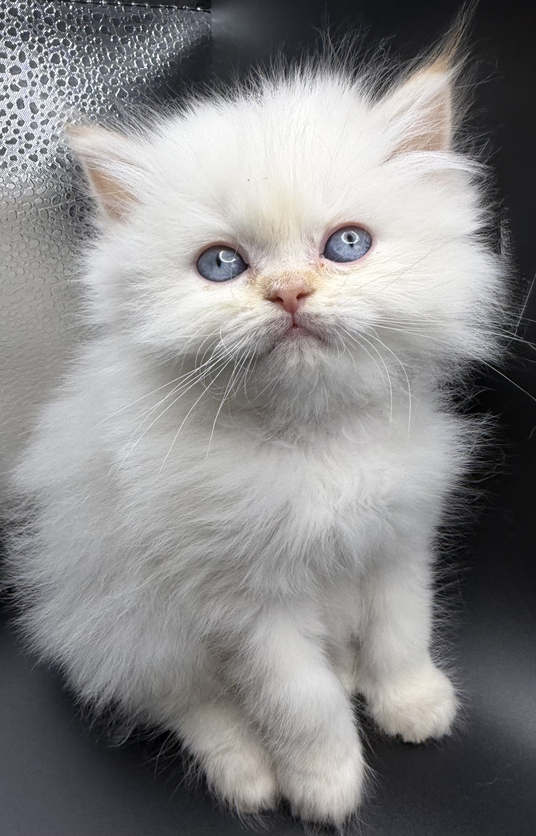 Persian Kitten