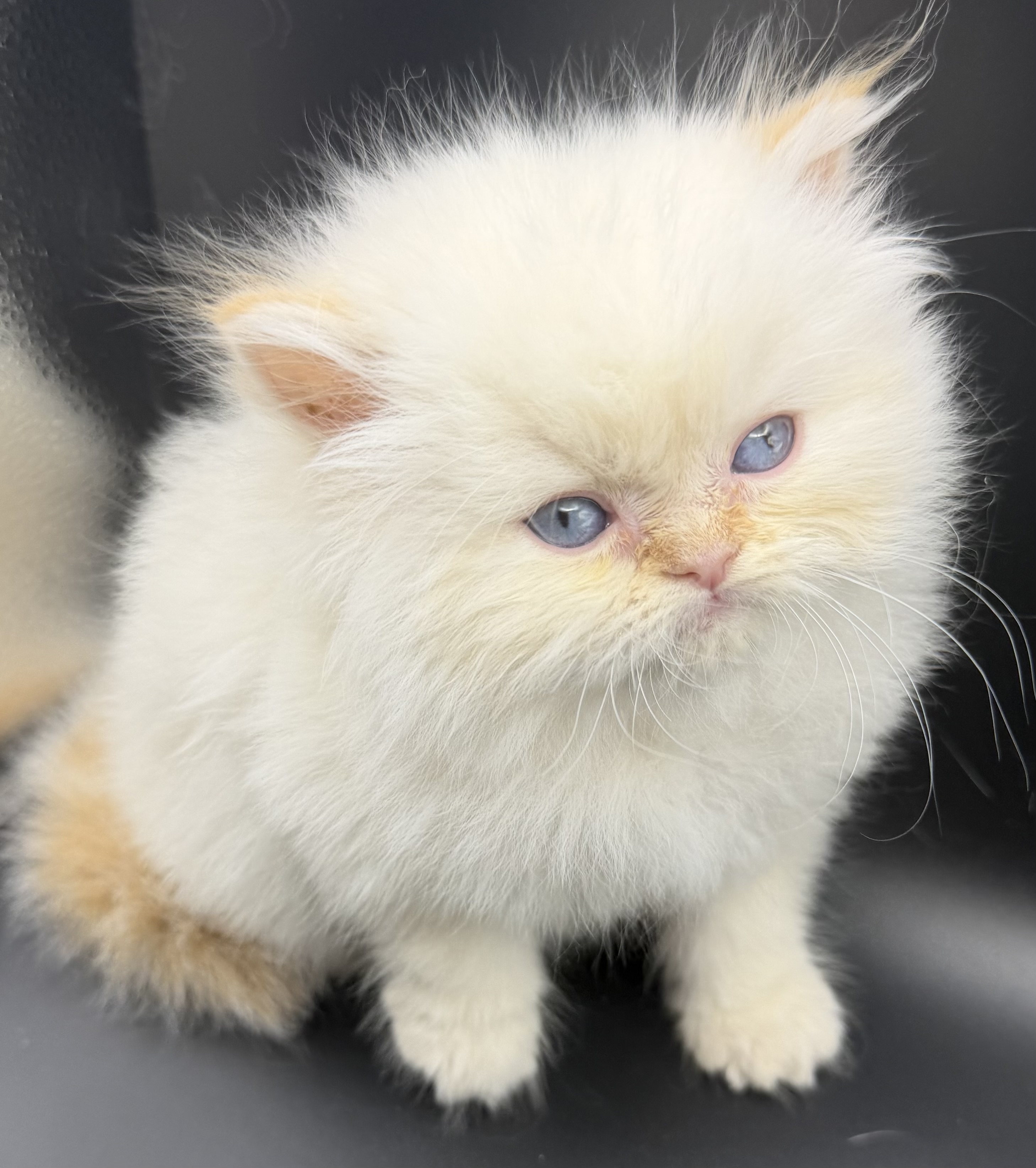 Persian Kitten