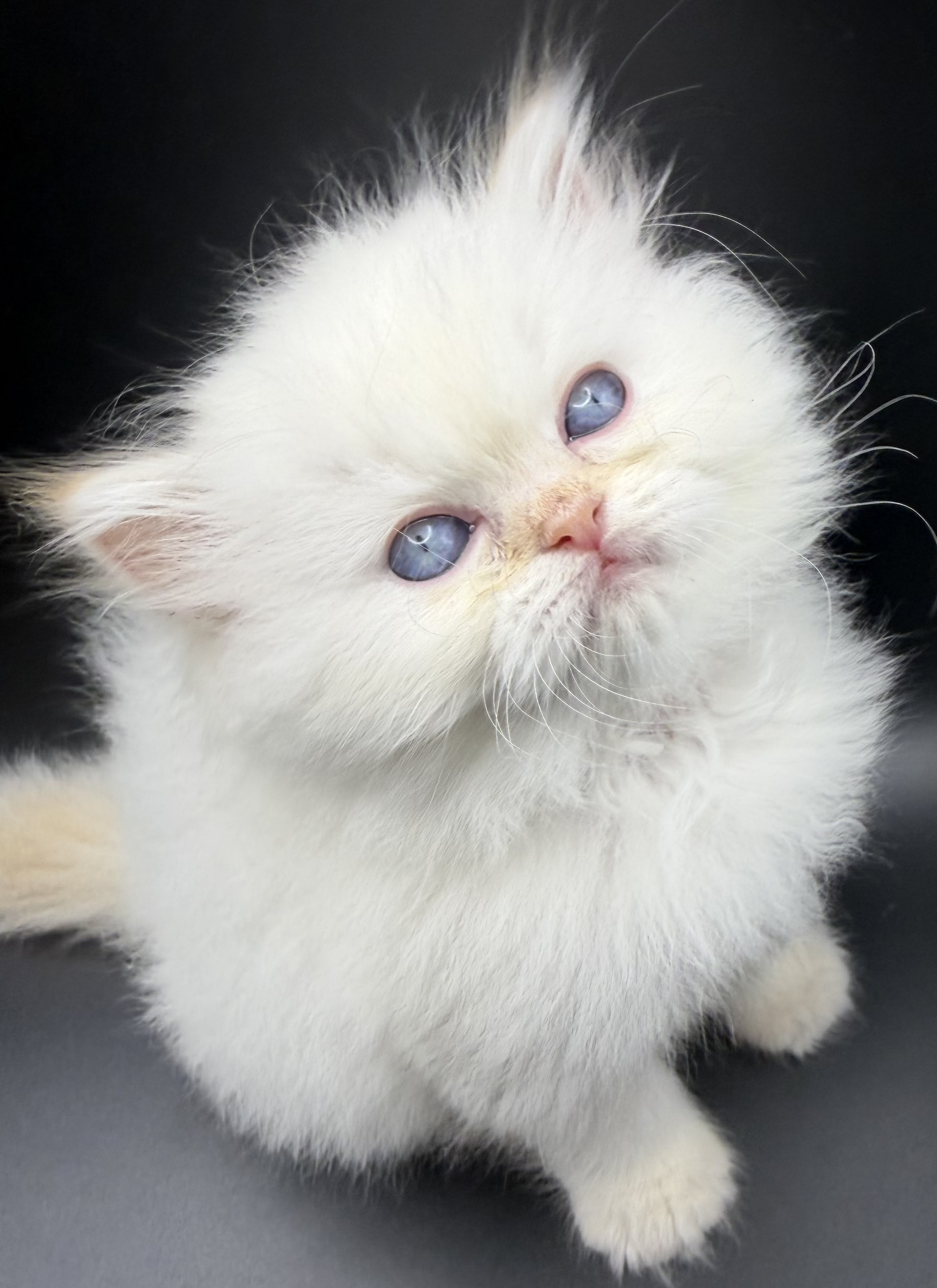 Persian Kitten