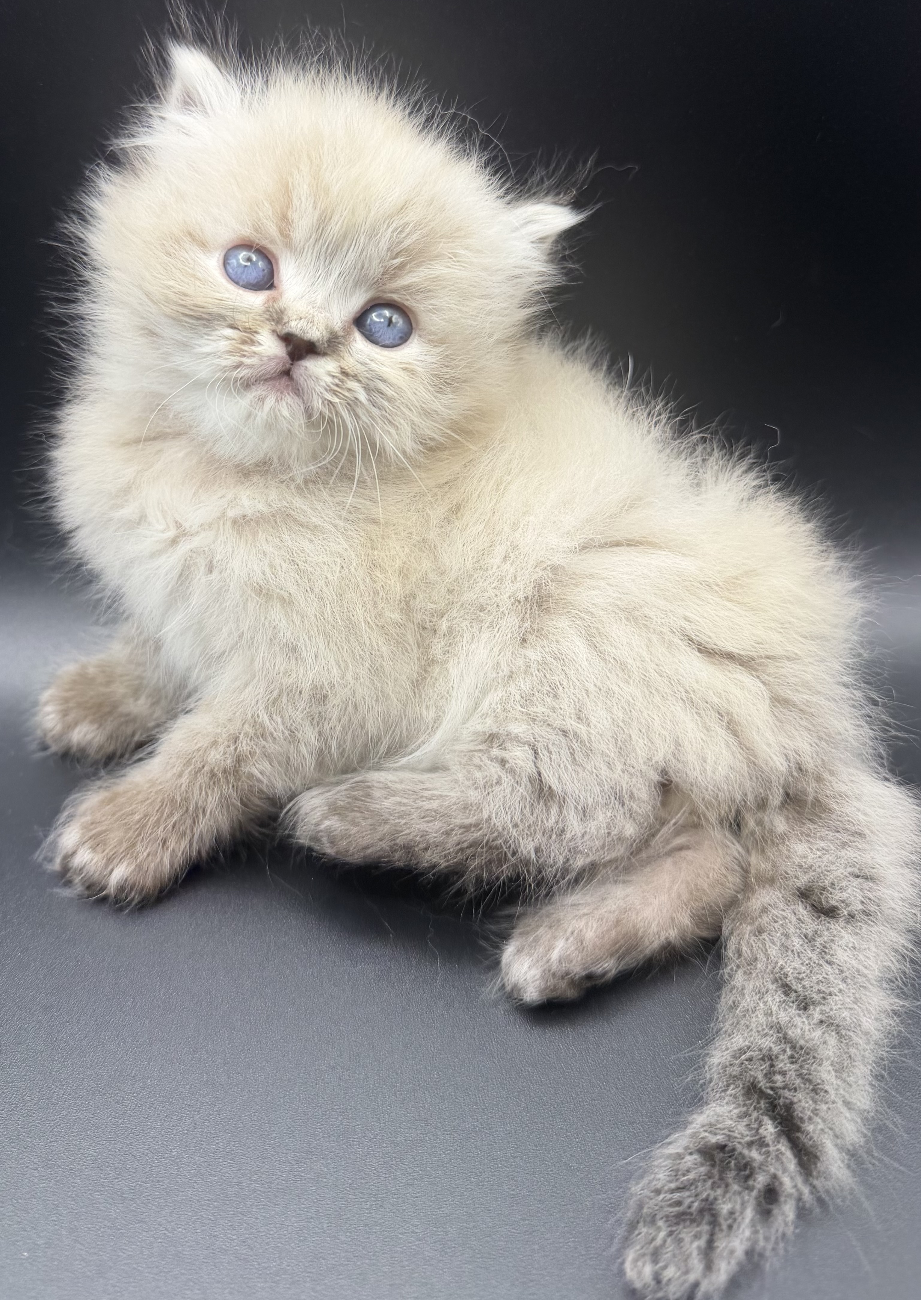 Persian Kitten