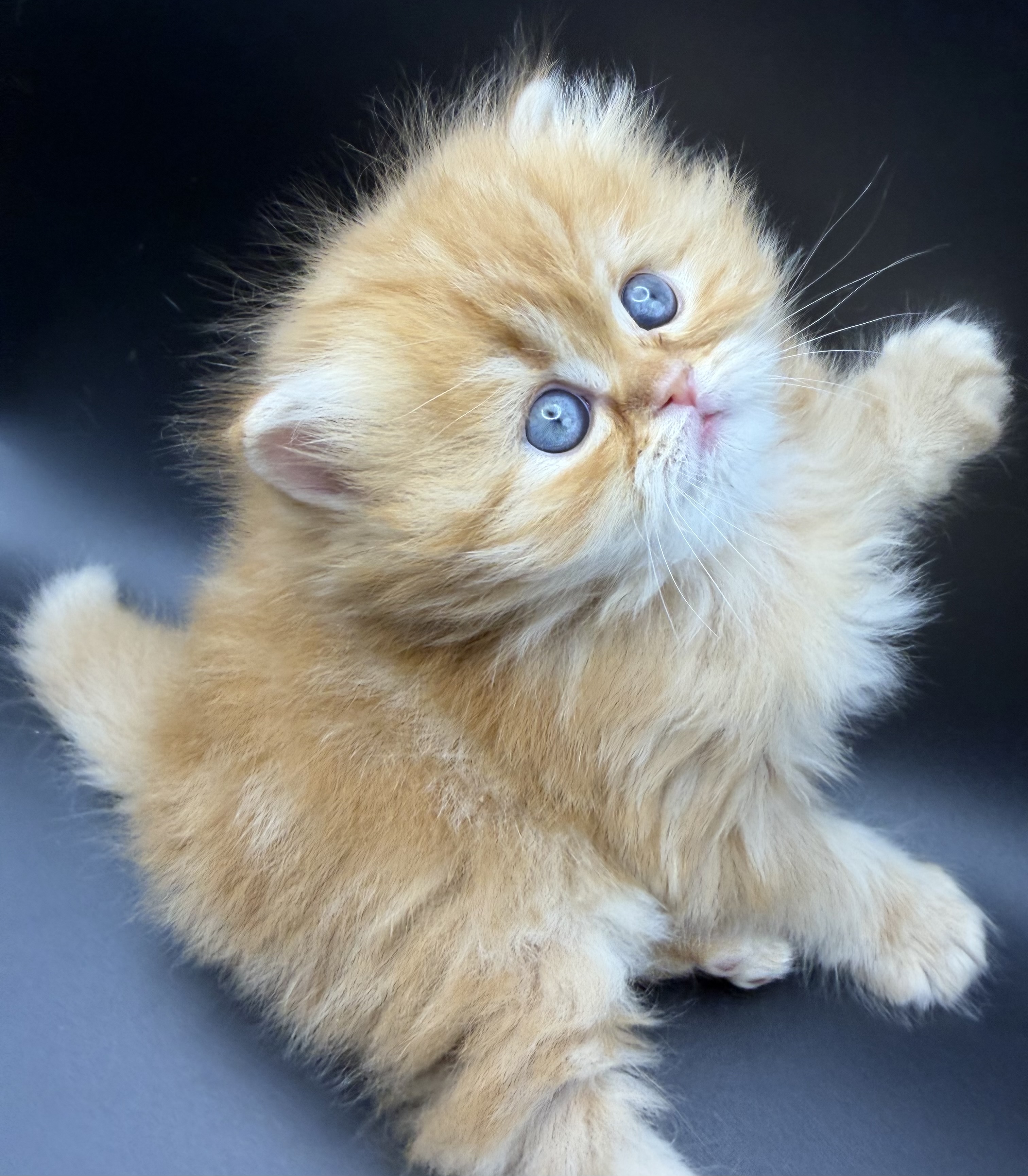 Persian Kitten