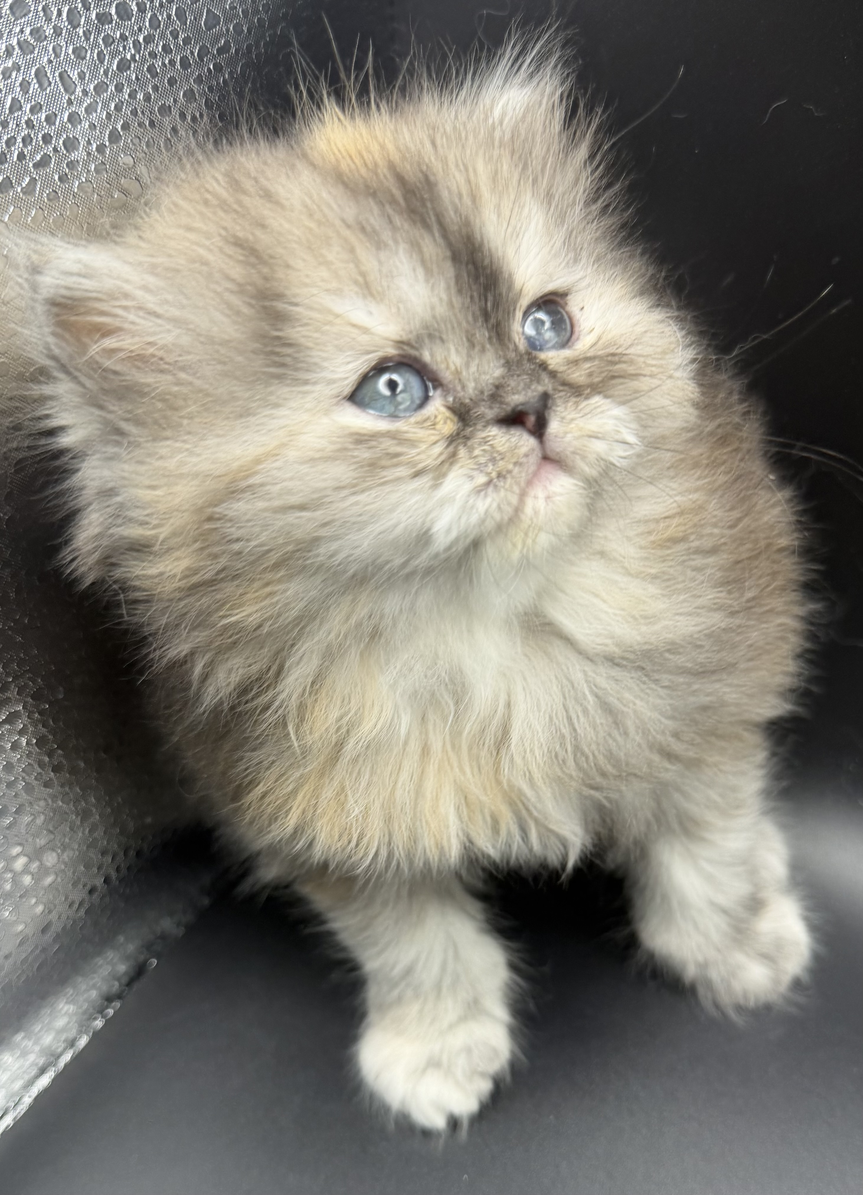 Persian Kitten