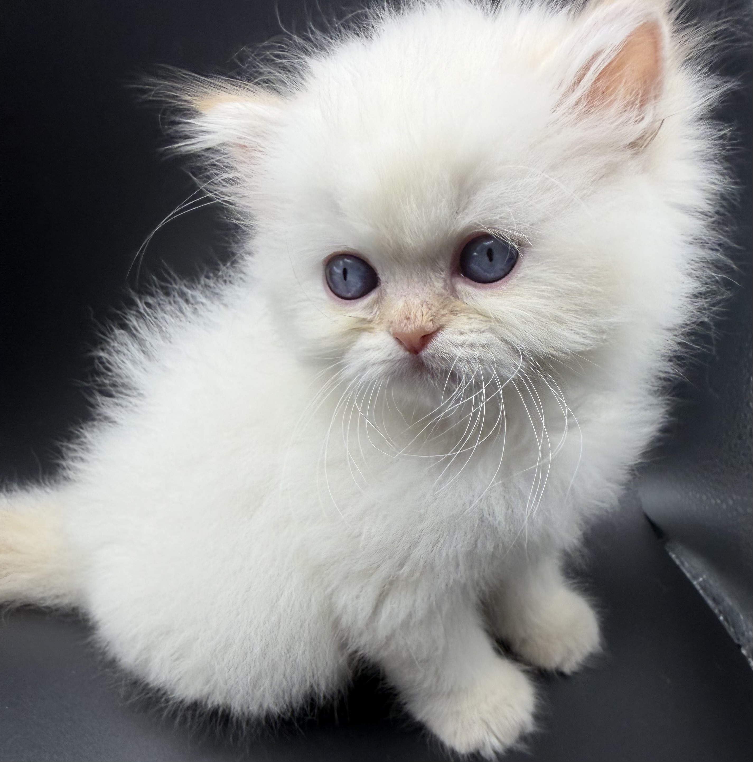 Persian Kitten