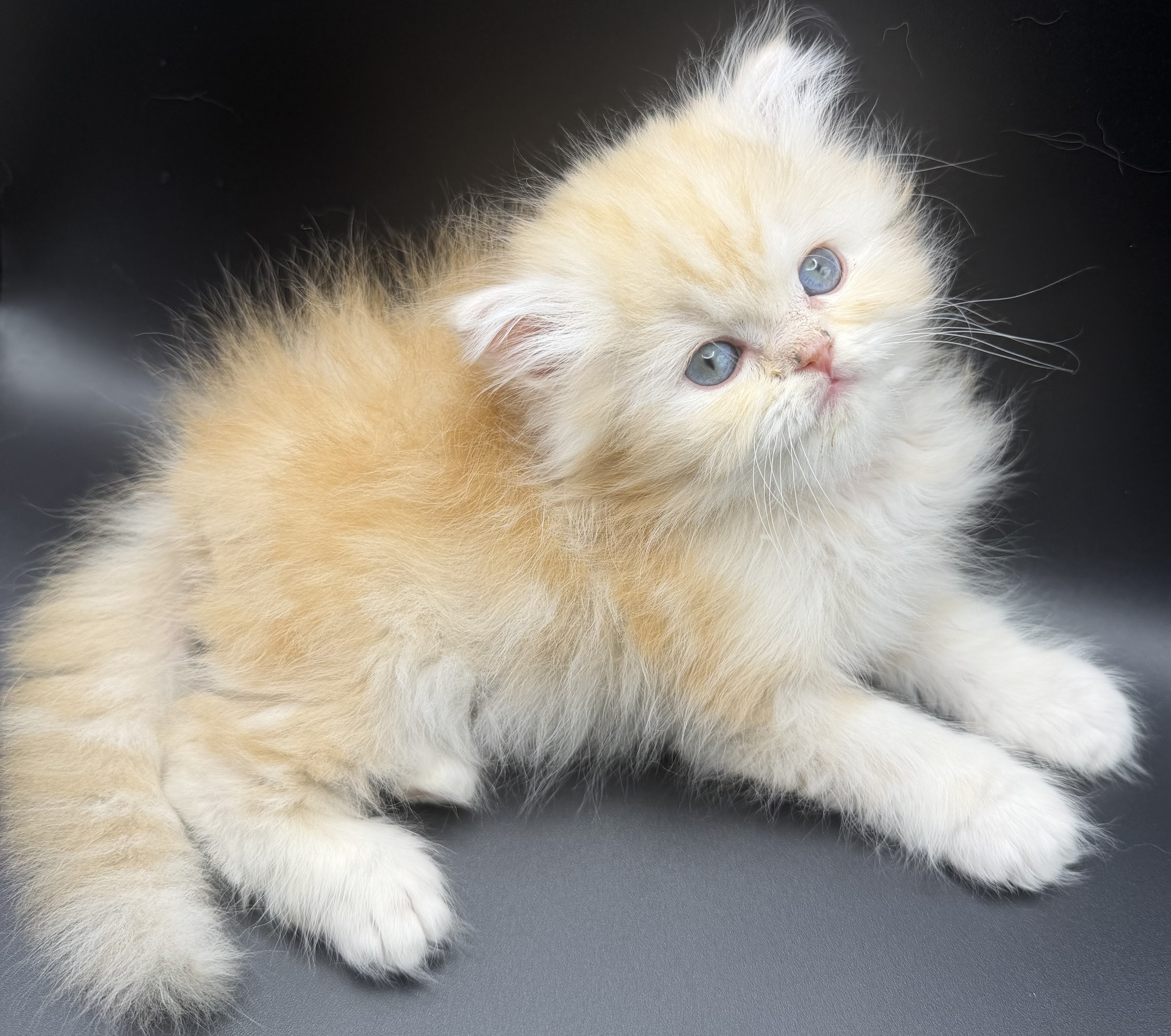 Persian Kitten