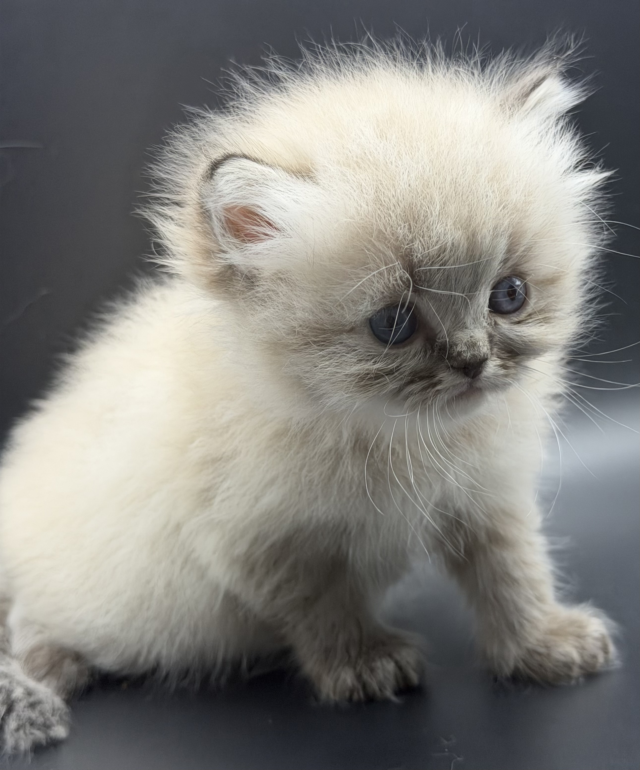 Persian Kitten