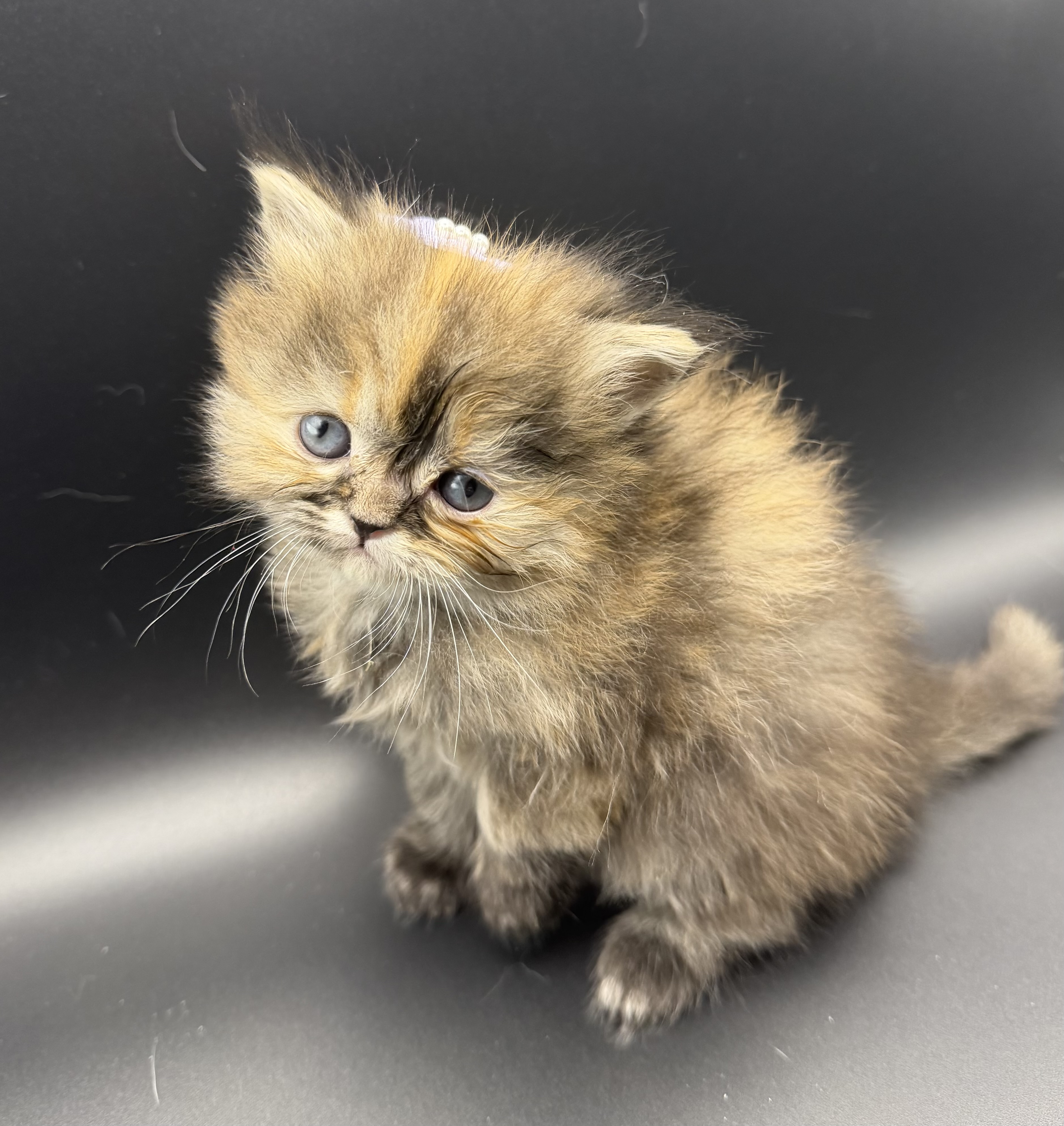 Persian Kitten